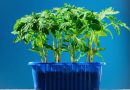 growbox
